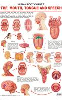 The Mouth, Tongue & Speech