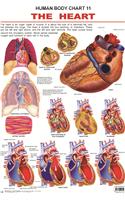 The Heart