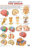 The Brain