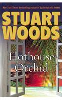Hothouse Orchid