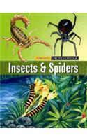 Insects And Spiders