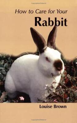 How To Care For Your Rabbit
