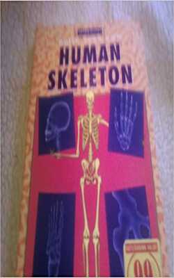 Human Skeleton